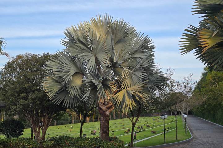 Palmeiras e jardins do parque