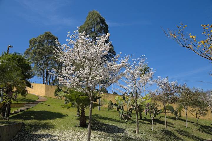 Ipê branco florido dentro do parque