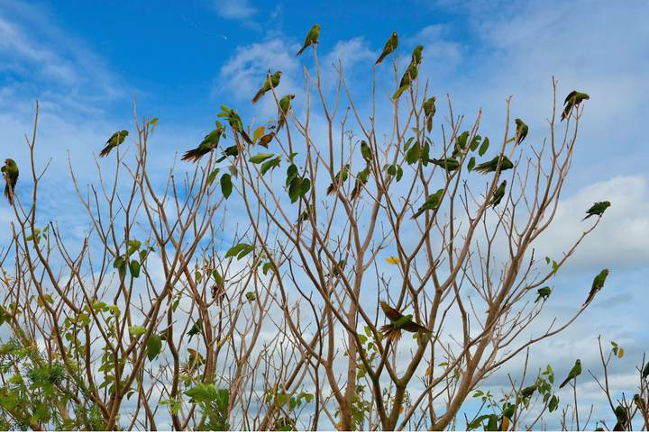 Maritacas em visita a uma das árvores do parque