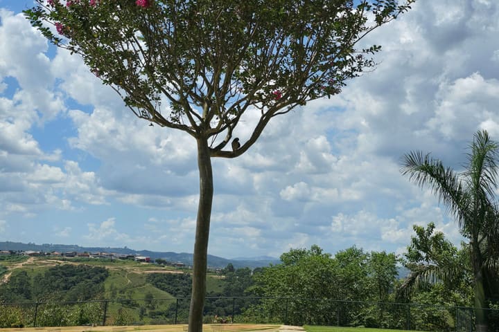 Resedá florido na colina, sobre o gramado